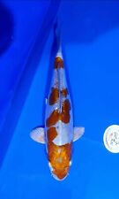 koi fish for sale  DONCASTER
