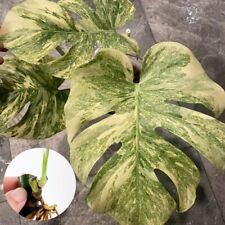 Monstera mint rare for sale  Shipping to Ireland