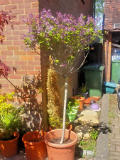 Standard lilac tree for sale  NEWBURY