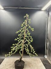 Japanese larch bonsai for sale  BROUGH