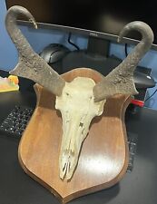 Vintage pronghorn skull for sale  Lutherville Timonium