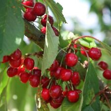 Cherry stella prunus for sale  UK