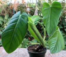 Philodendron parvidactylum pla for sale  Hollywood