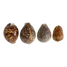 Tiger cowrie cypraea for sale  Elkins