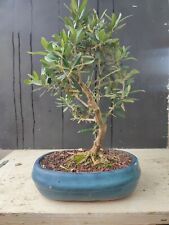 Bonsai olivo usato  Isernia