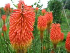 Kniphofia new hybrid for sale  GAINSBOROUGH