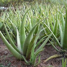 Aloe vera plant for sale  GILLINGHAM