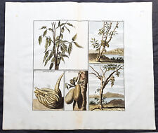 Usado, 1711 Cornelius De Bruyn Antiguo Estampado de Frutas, Árboles y Arbustos de las Indias Orientales segunda mano  Embacar hacia Argentina