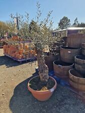 Ancient gnarled trunk for sale  BRENTWOOD