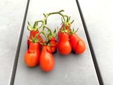 Graines tomate cerise d'occasion  Colombes
