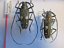 Entomologie cerambycidae batoc d'occasion  Cuise-la-Motte