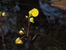 Wasserschlauch utricularia vul gebraucht kaufen  Schmidmühlen