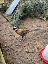 Pheasant hatching eggs for sale  CORWEN