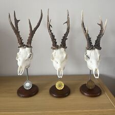 Roe deer muntjac for sale  UK