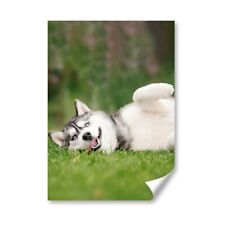 Husky dog silly for sale  SELBY