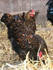 Gold laced wyandotte for sale  ST. AUSTELL