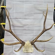 Elk skull cap for sale  Leaf River