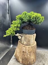 outdoor bonsai trees for sale  BROUGH