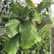 Elephant staghorn fern for sale  Lakeland