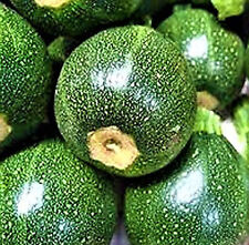 Round zucchini seeds for sale  USA