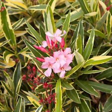 Oleander standard pink for sale  PETERBOROUGH