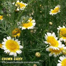 2000 crown daisy for sale  Shipping to Ireland