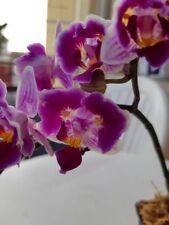 Phalaenopsis ... blüte gebraucht kaufen  Rheinau