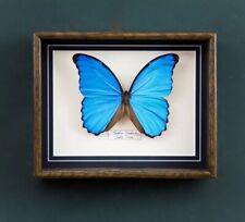 Vintage framed butterfly for sale  LONDON