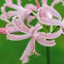 Nerine bowdenii stefani for sale  IPSWICH