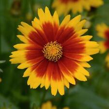 Coreopsis uptick yellow for sale  Winter Garden