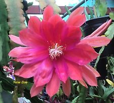 Cactus orchid new for sale  Barnesville