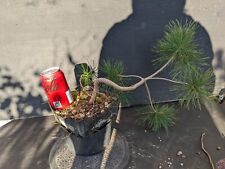 Pinus sylvestris scots for sale  MILTON KEYNES
