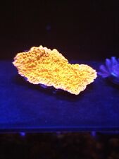 Orange montipora wysiwyg for sale  BELPER