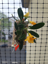 Dendrobium jenkinsii schöne gebraucht kaufen  Rheinau