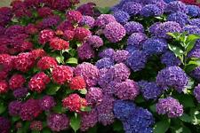 Hydrangea macrophylla hortensi gebraucht kaufen  Wurzen