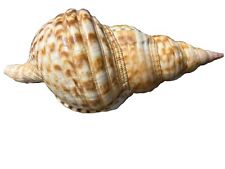 Triton's Trumpet Charonia Tritonis Sea Shell  13 Inches Long for sale  Shipping to South Africa