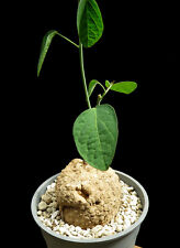 Adenia lanceolata,Caudex,Euphorbia,Succulent Plants for sale  Shipping to South Africa