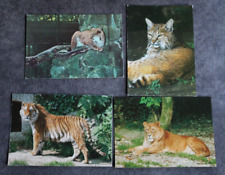 Postkarten tiger luchs gebraucht kaufen  Limburg
