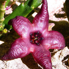 Semi succulenti stapelia usato  Napoli