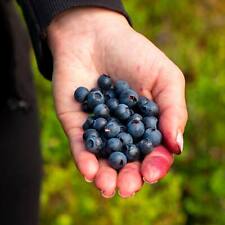 Suttons wild blueberry for sale  PAIGNTON