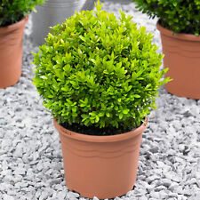 Buxus ball 20cm for sale  UK