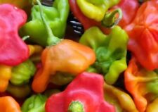 Cambuci hot pepper for sale  Sanford