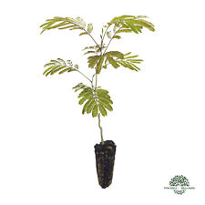 Usato, ALBIZIA JULIBRISSIN 1 pianta in alveolo - Acacia di Costantinopoli, mellifera usato  Sonnino