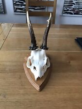 Roe deer skull for sale  ELLESMERE PORT