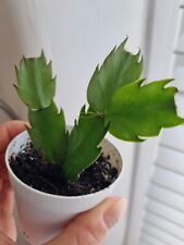 Christmas cactus young for sale  MANCHESTER