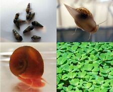 Ultimate snail starter for sale  PAISLEY