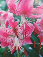 Oriental lily uchida for sale  SOUTHAMPTON