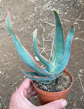 Aloe striata pianta usato  Menfi