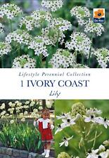Ivory coast lily for sale  UK