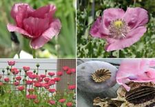 Afghan poppy giant for sale  BROCKENHURST